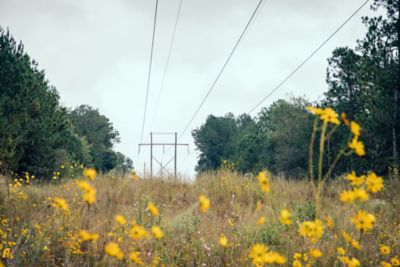 Row with yellow wildflowers