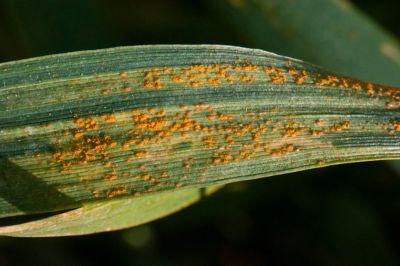 Roya amarilla en trigo