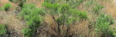 Rabbitbrush