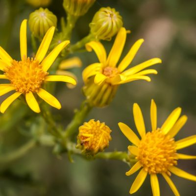 Fully Formed Ragwort