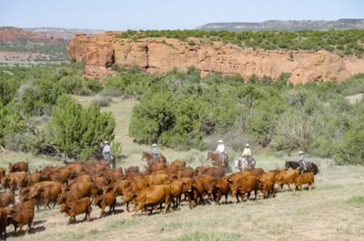 Western ranchers moving cattle on horseback