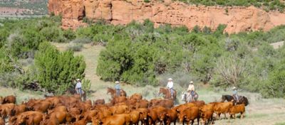 Western ranchers moving cattle on horseback