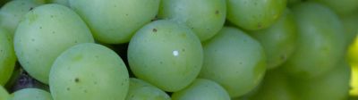 Ravageurs de la vigne et changement climatique : s’adapter pour protéger les vendanges