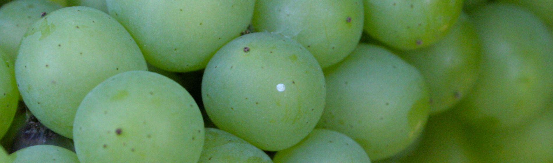 Ravageurs de la vigne et changement climatique : s’adapter pour protéger les vendanges