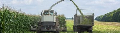 La récolte de maïs fourrage s’annonce bonne ! 