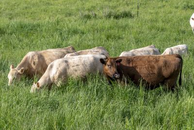 Red Angus, Charolais cattle grazing