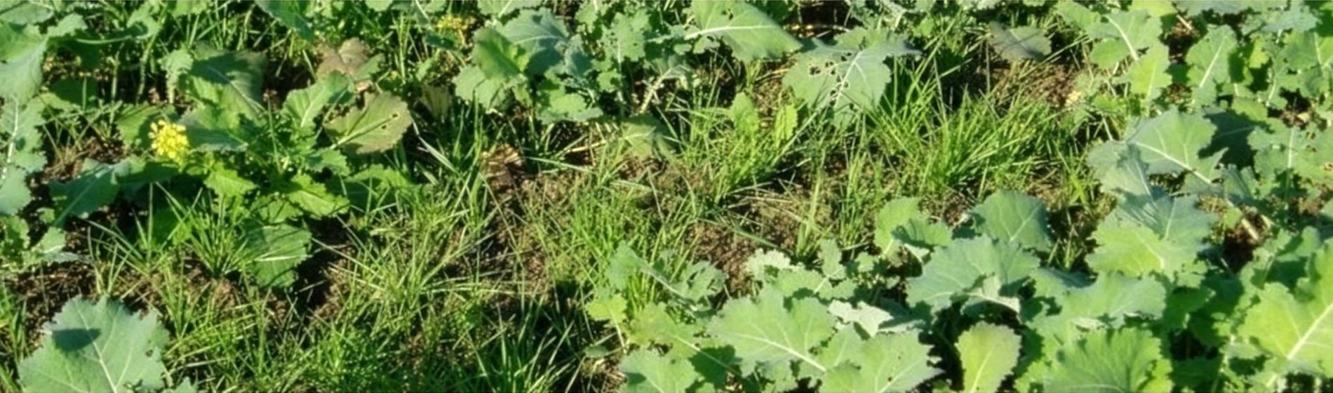 Les règles à suivre pour assurer l'efficacité du propyzamide