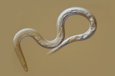 meloidogyne incognita