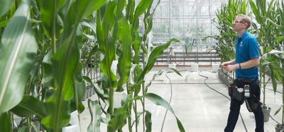Photo - Researcher studying corn stalks - greenhouse