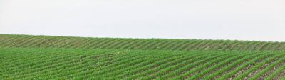 Résistance à la verse des maïs ensilage : découvrez les tests effectués au champ 