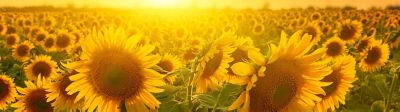 Résultats essais tournesol