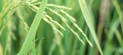 IMG-Rice-field-close-up-image_GL