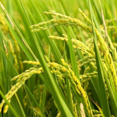 Image of the top of a rice field and blue sky.