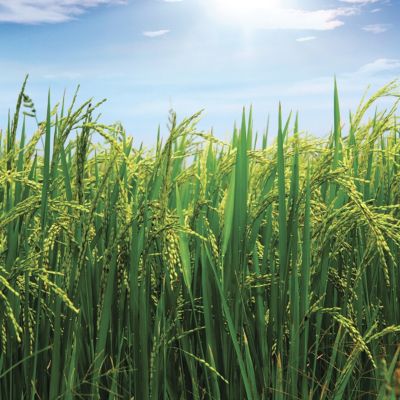 Image of a rice field.