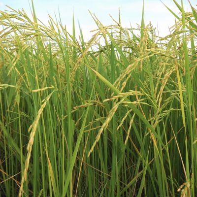 Image of a rice field.