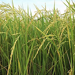 Image of a rice field.