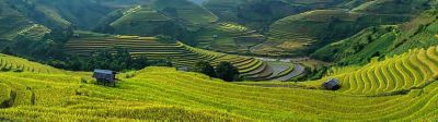 Farmer in Crop Field Looking Toward Horizon