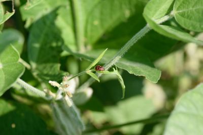 Lady bug on soybeans