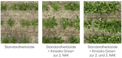 Wirkung Kinsidro Grow+