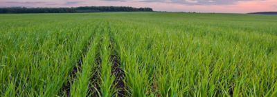 Risque de verse : faut-il appliquer un régulateur de croissance ?