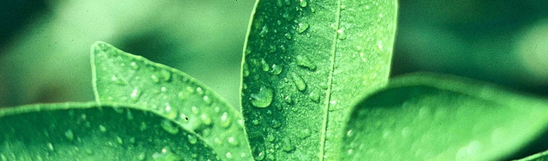 Romain, chef marché biostimulant chez Corteva : entre innovation, technique et stratégie