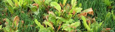 Le rumex, comment s’en débarrasser ? 