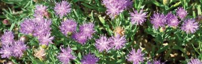 Russian knapweed