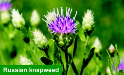 Russian knapweed image