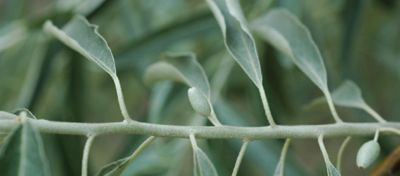 Russian olive branch and olive