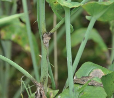Comment gérer le Sclérotinia dans mon colza ?