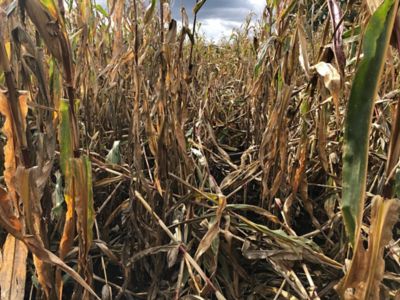 Piloter ma lutte foreur pour protéger mes rendements !