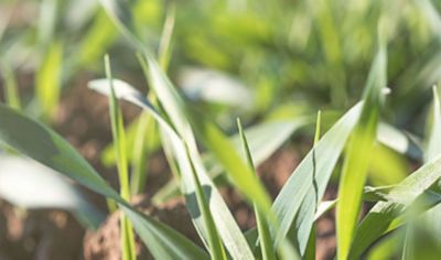 Mieux fixer l’azote de l’air grâce au Top traitement