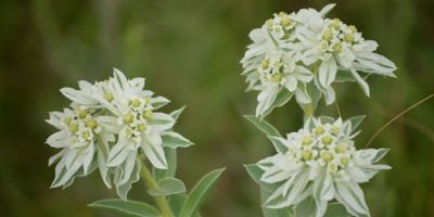 picture of Snow on the mountain 