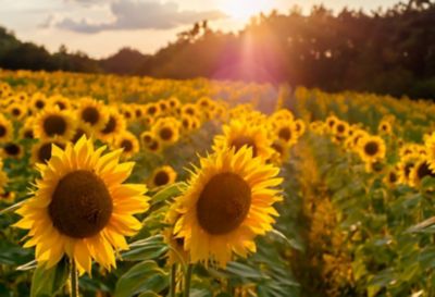 field of sunflowers
