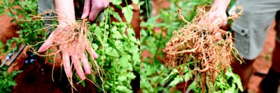 Salibro Vs Untreated