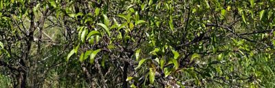 Sandhill plum