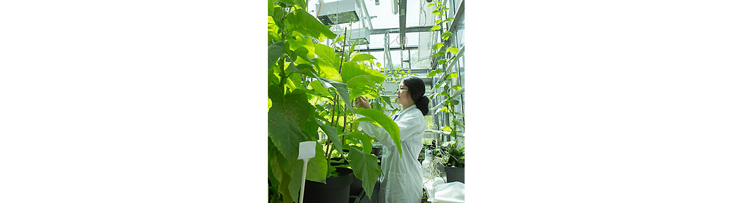 Scientist in lab with plants