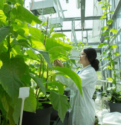 Scientist in lab with plants