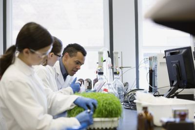 Scientists examining GMO plants in laboratory