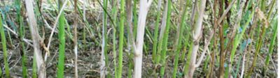 Sclerotinia Stem Rot