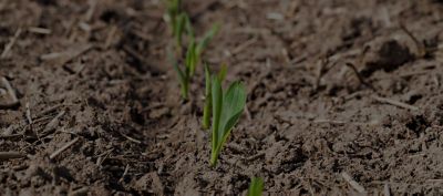 Des semences pour adapter l’agriculture aux défis des prochaines décennies