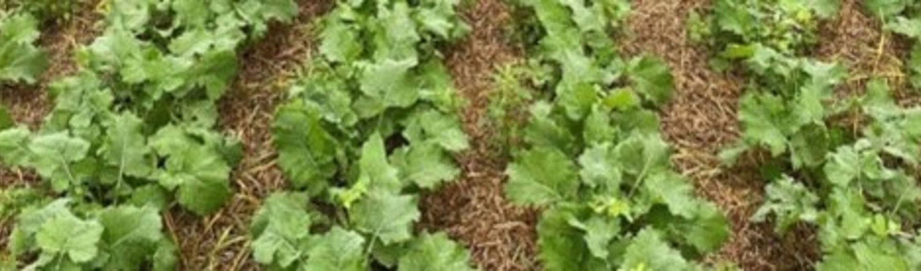 Semoir monograine ou à céréales : lequel a l’avantage pour semer le colza ?