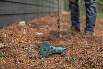 Sentricon green station on pine mulch