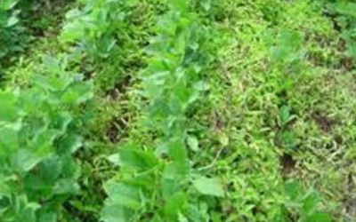 IMG-Sistema-Plantio-Direto-Corteva-LA-BR-V1