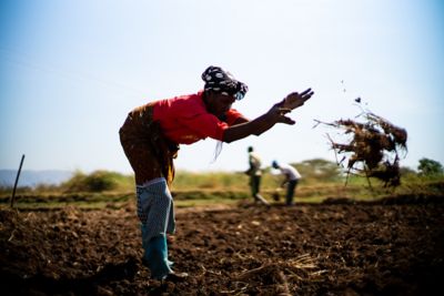 Farmers working in field soil