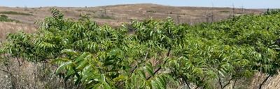 Smooth sumac