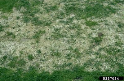 Snow mold