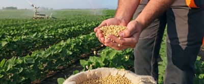 Soja introducción de nuevos cultivos