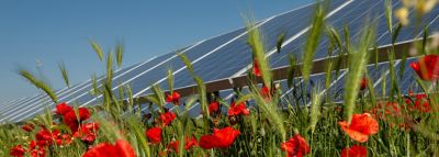 Solar farm
