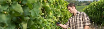 Solutions vigne